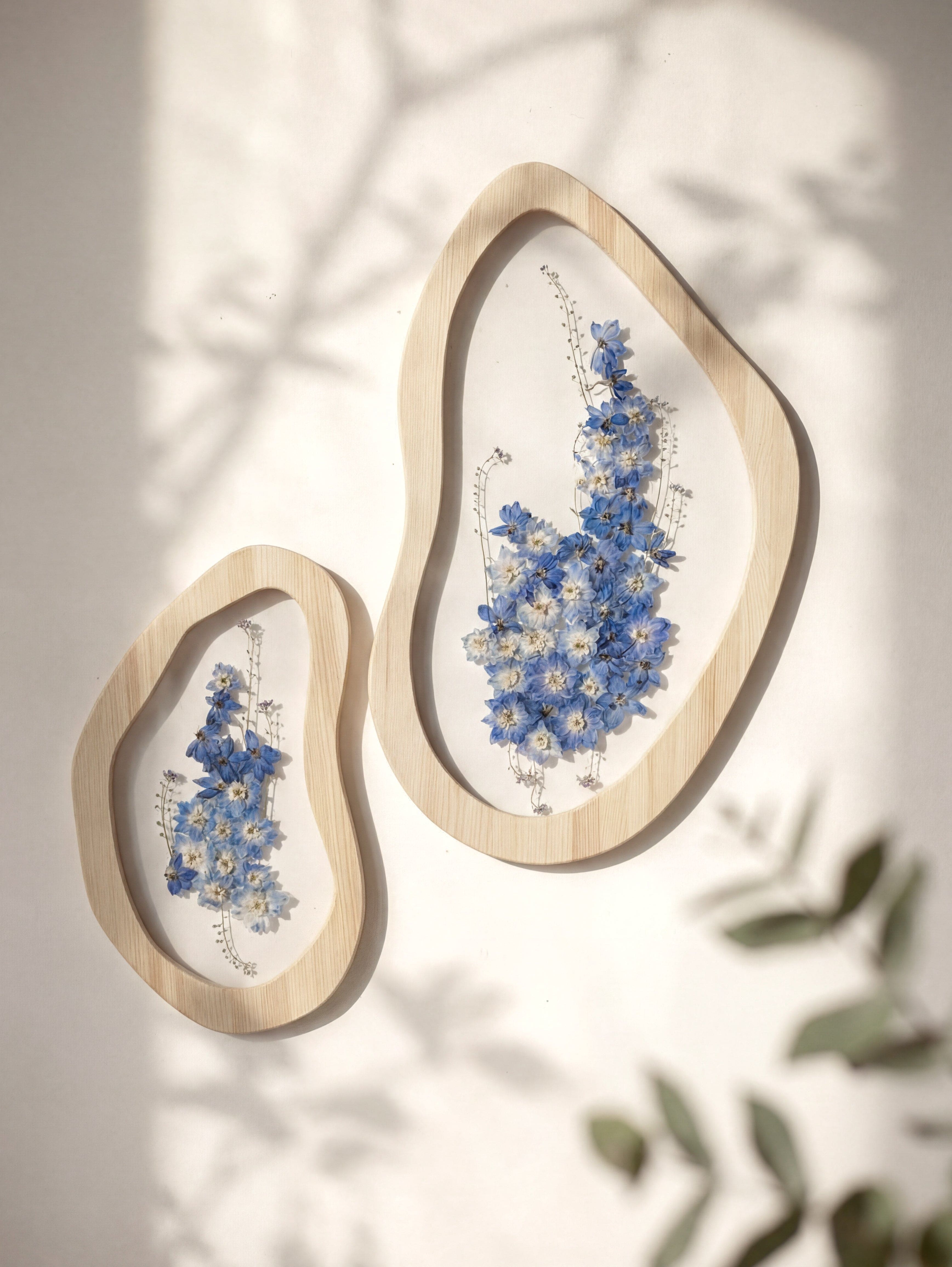 Delphinium
