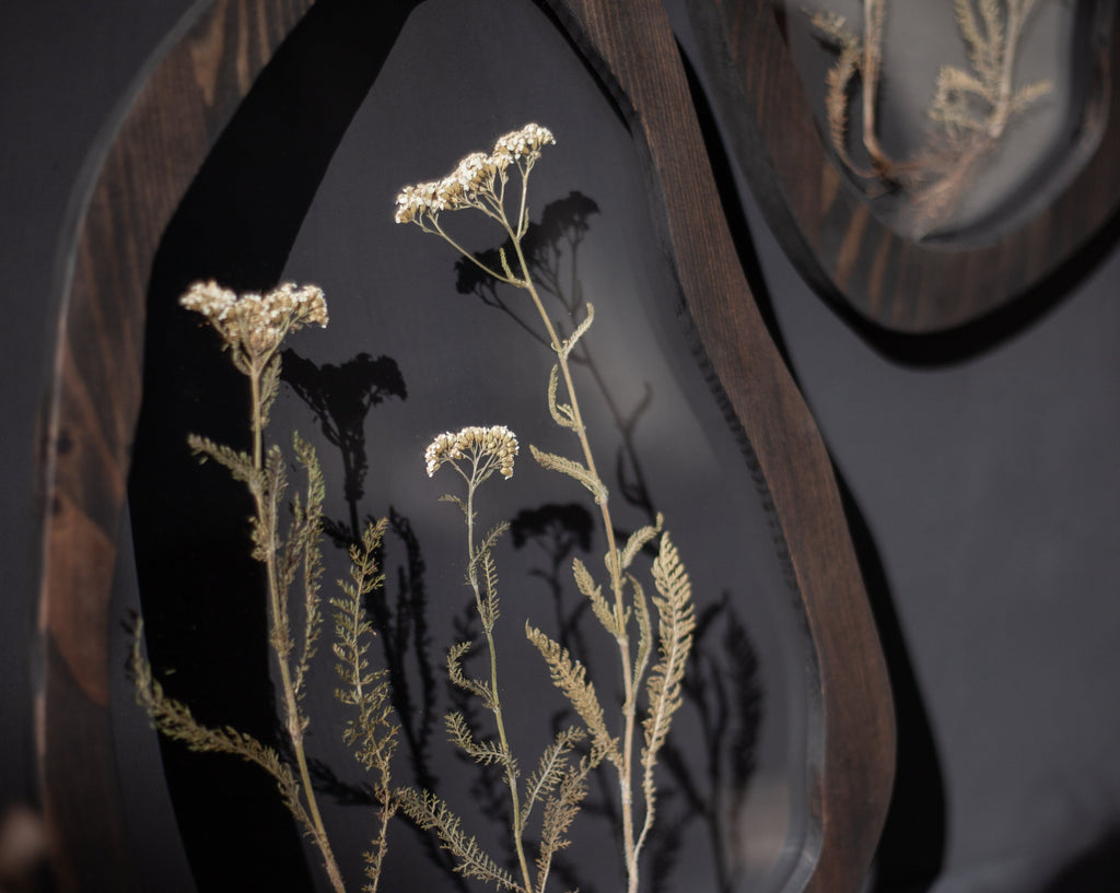 Yarrow Roots