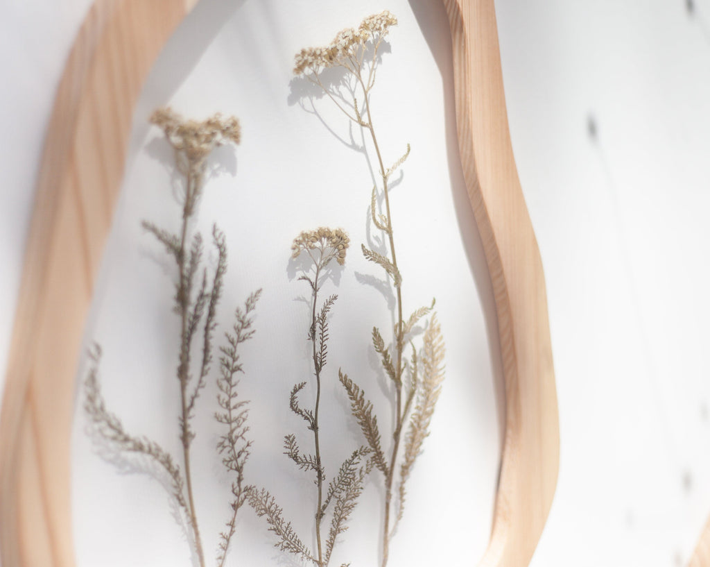 Yarrow Roots