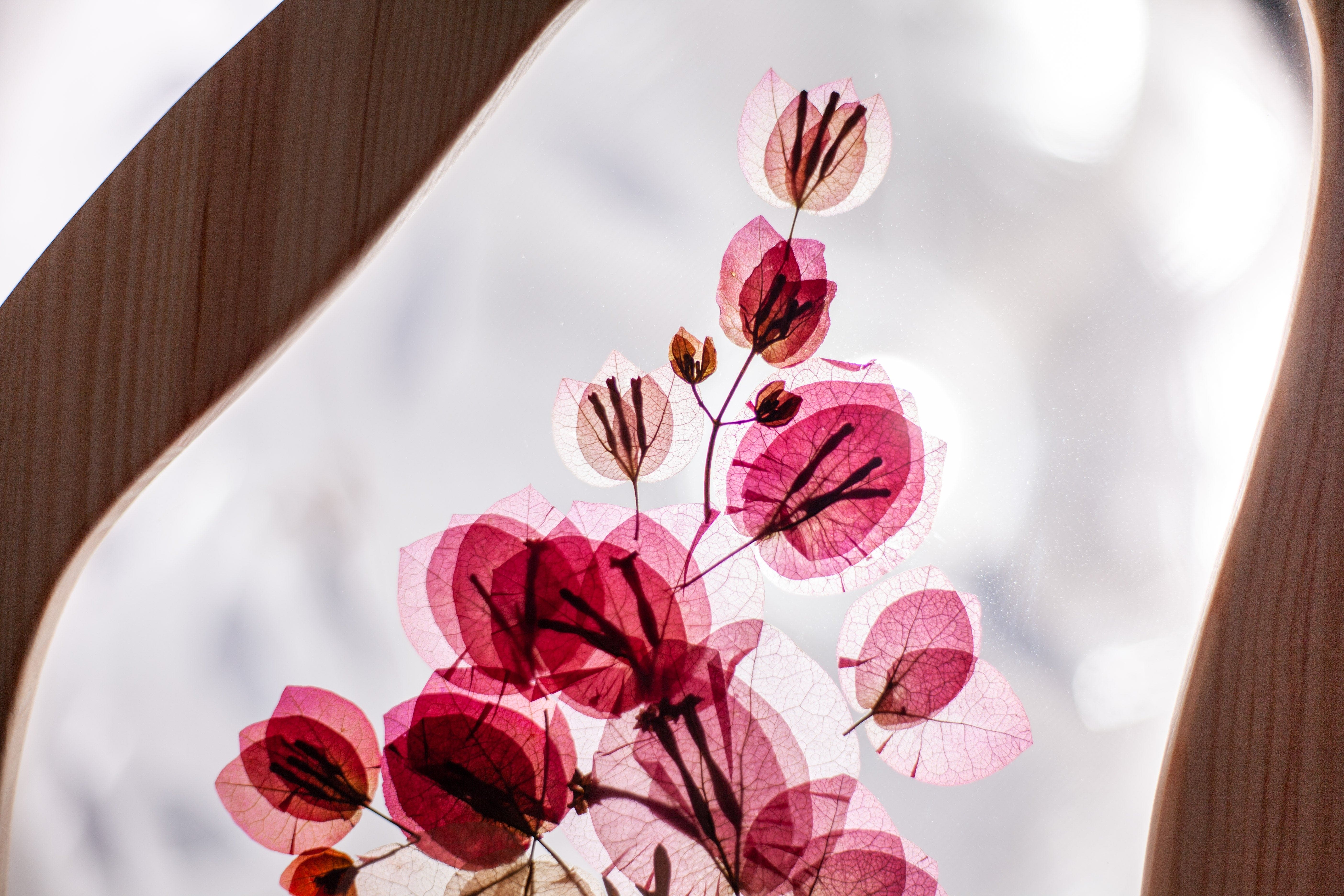 Bougainvillea Blush – Emerald Rabbit