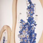 Delphinium