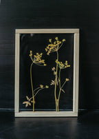 Cadre fleurs pressées 13x18" - Fleurs d'aneth