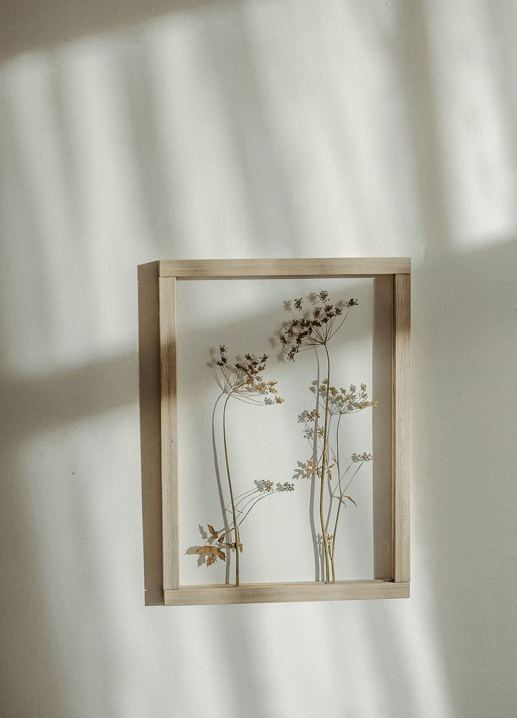 Cadre fleurs pressées 13x18" - Fleurs d'aneth