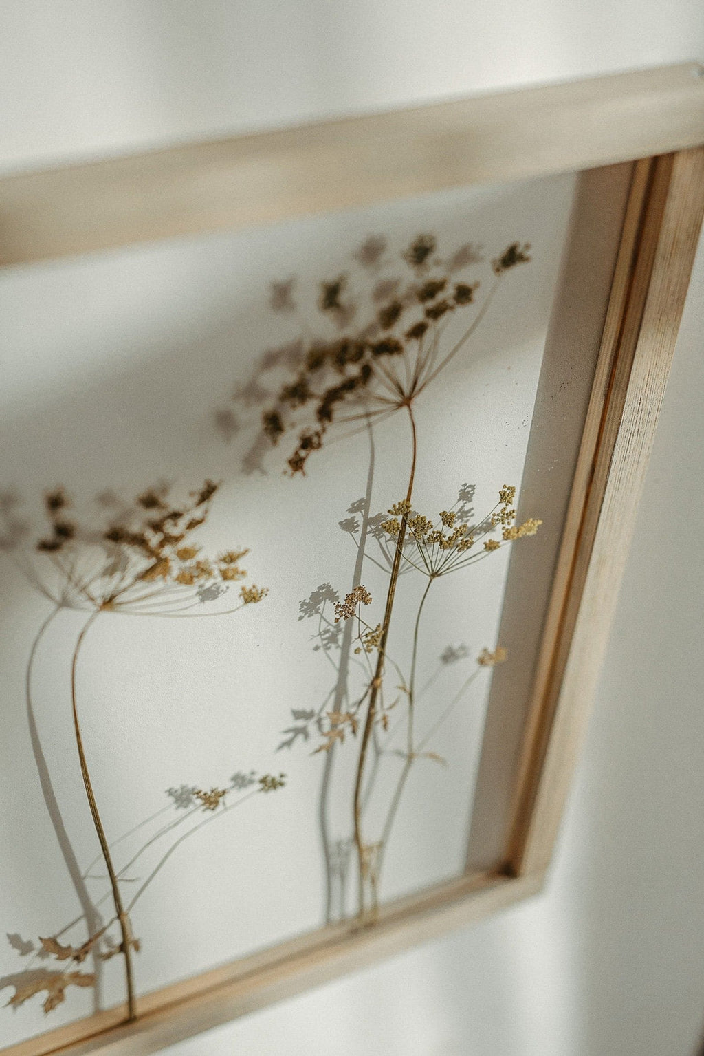 Cadre fleurs pressées 13x18" - Fleurs d'aneth