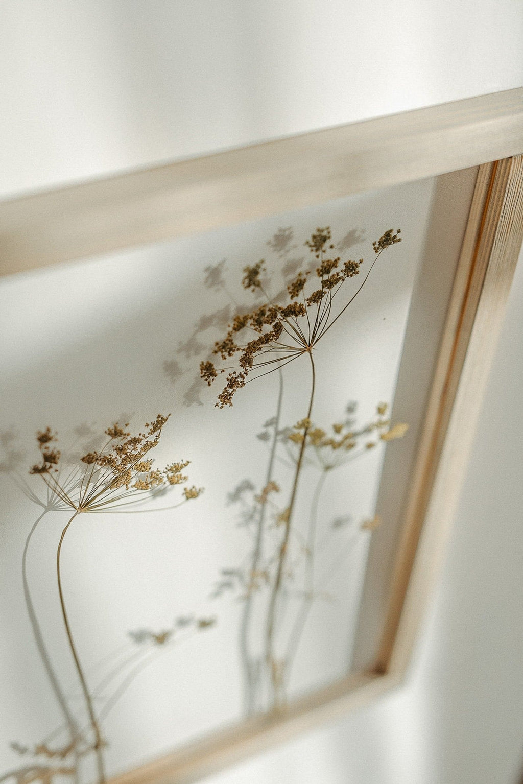 Cadre fleurs pressées 13x18" - Fleurs d'aneth