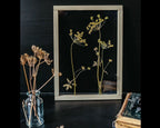 Cadre fleurs pressées 13x18" - Fleurs d'aneth