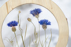 Cadre de fleurs pressées diam. 9" et 12" - Bluets