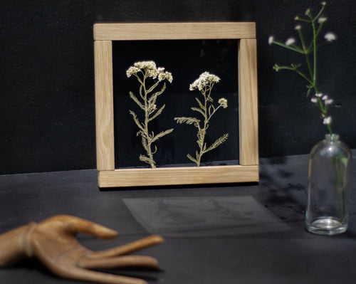 Art de fleurs pressées 20x20 cm - Fleurs d'achillée millefeuille