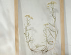 Cadre Fleurs pressées 13x18" - Racines familiales