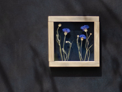 Tableau de fleurs pressées 20x20 cm - Bleuets