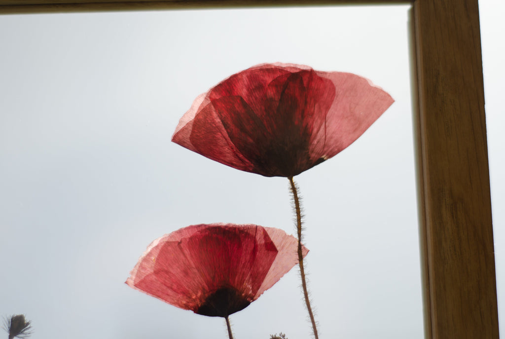 Cadre de fleurs pressées 26,5x31,5 cm - Coquelicots