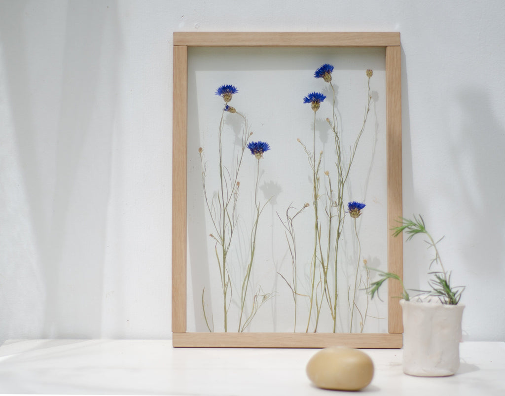 Cadre de fleurs pressées 13x18" - Bleuets