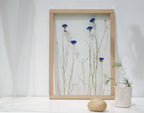 Cadre de fleurs pressées 13x18" - Bleuets