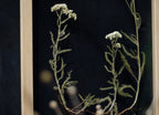 Cadre Fleurs pressées 13x18" - Racines familiales