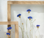 Cadre de fleurs pressées 26,5x31,5 cm - Bleuets